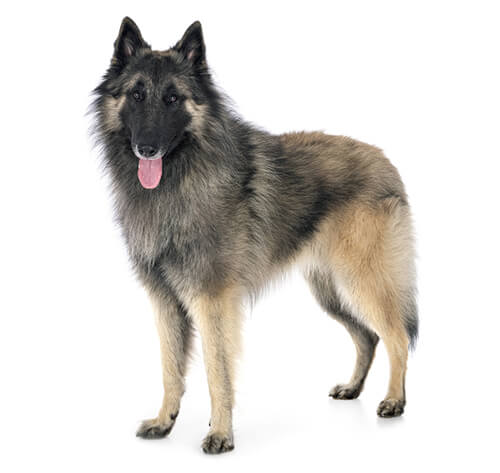 Mahogany shop belgian tervuren